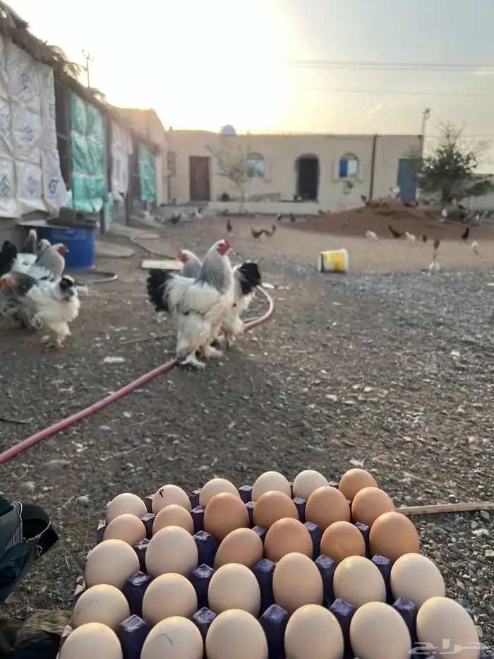 دجاج براهما مستوى تب واحجام 2