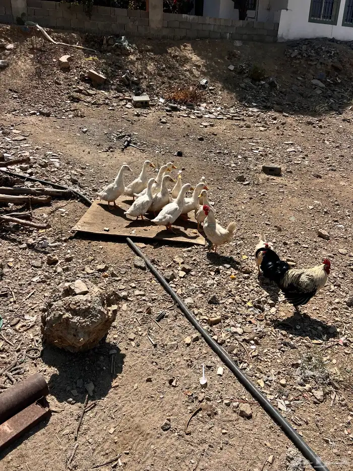 عندي بط وعندي وز كبار 1
