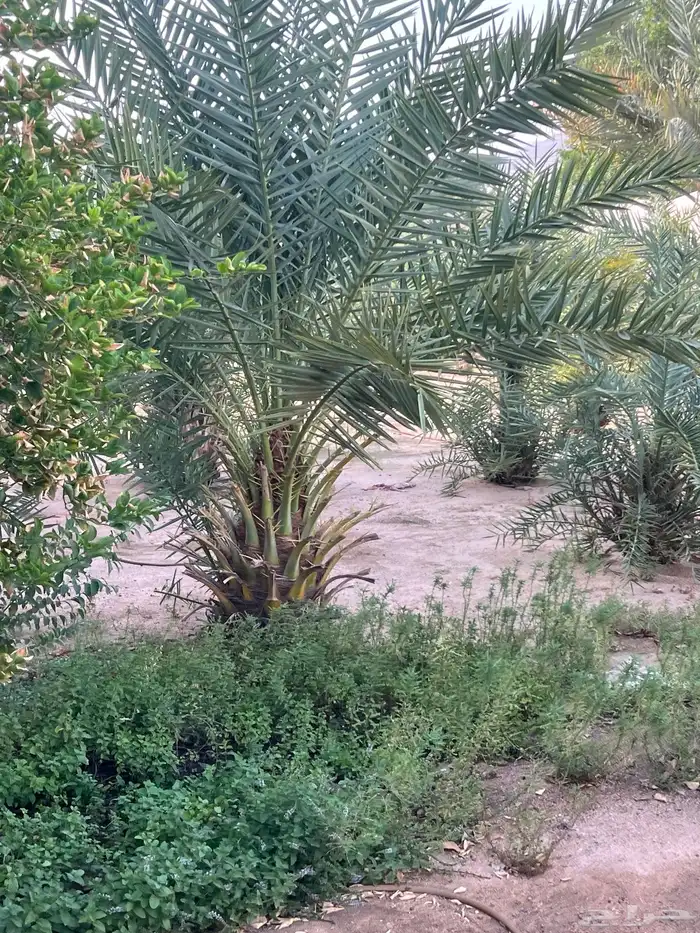 نخل للبيع 1