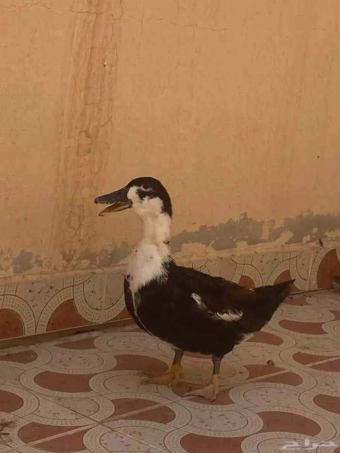 بط للبيع 0