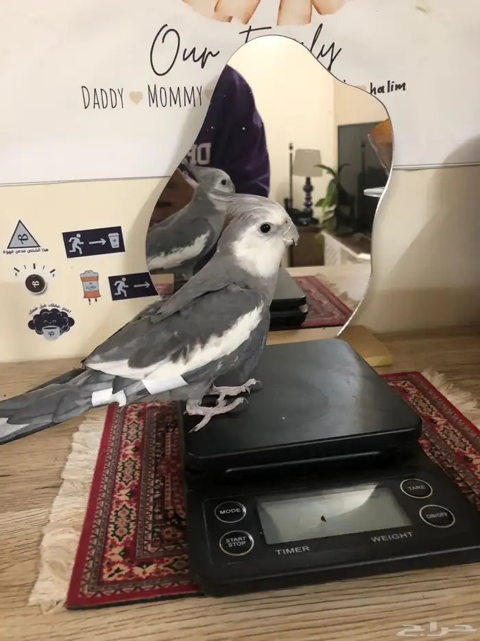كروان هولندي 3