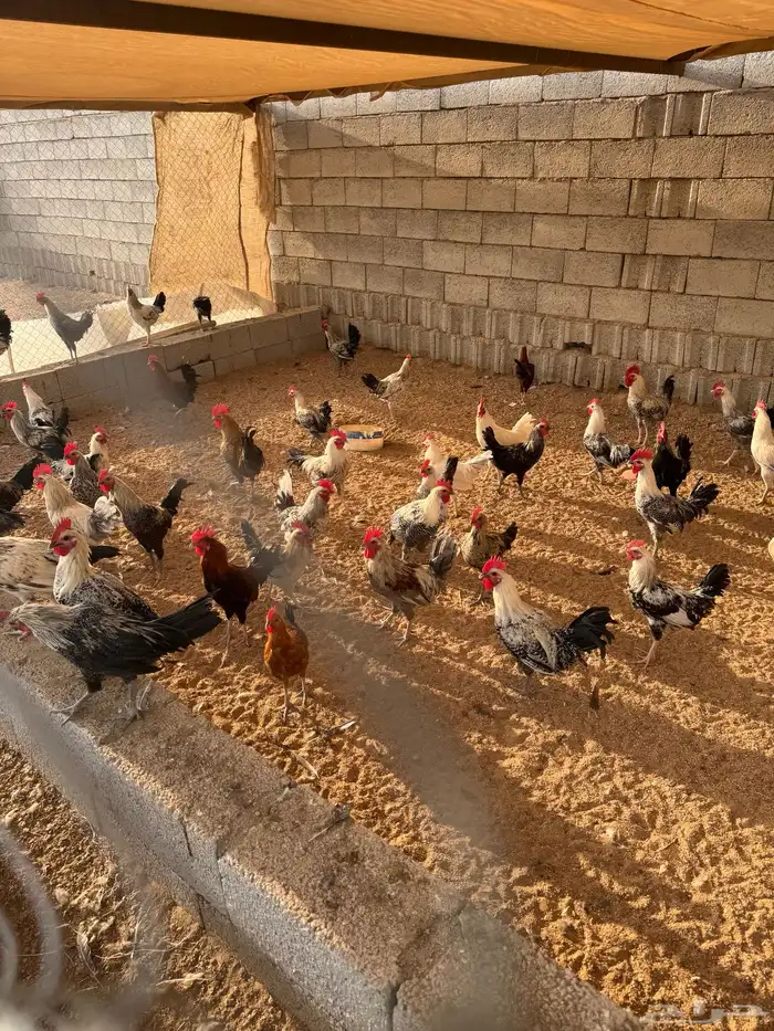 ديك بلدي وفيومي الطائف - العرفا ( تم البيع ) 2