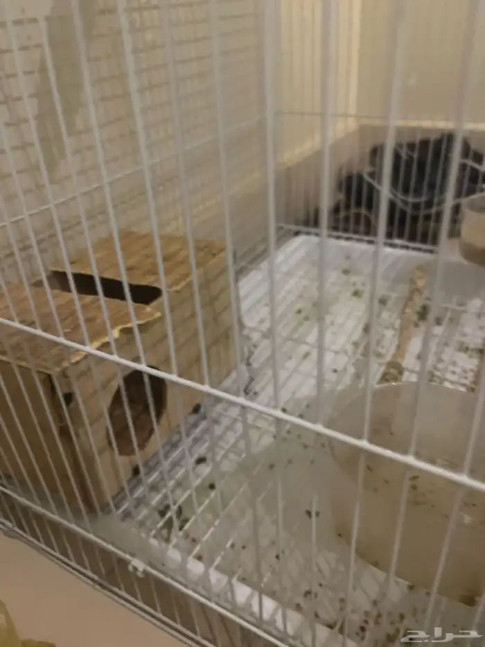 عصفوربادجي 2