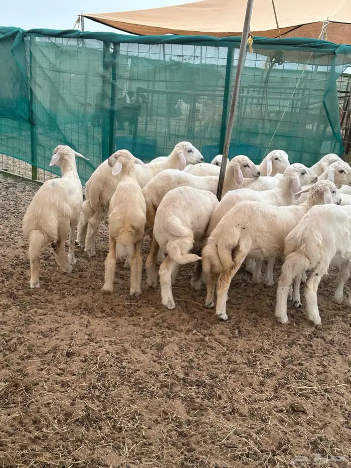 ذبائح بريه طيبه 6