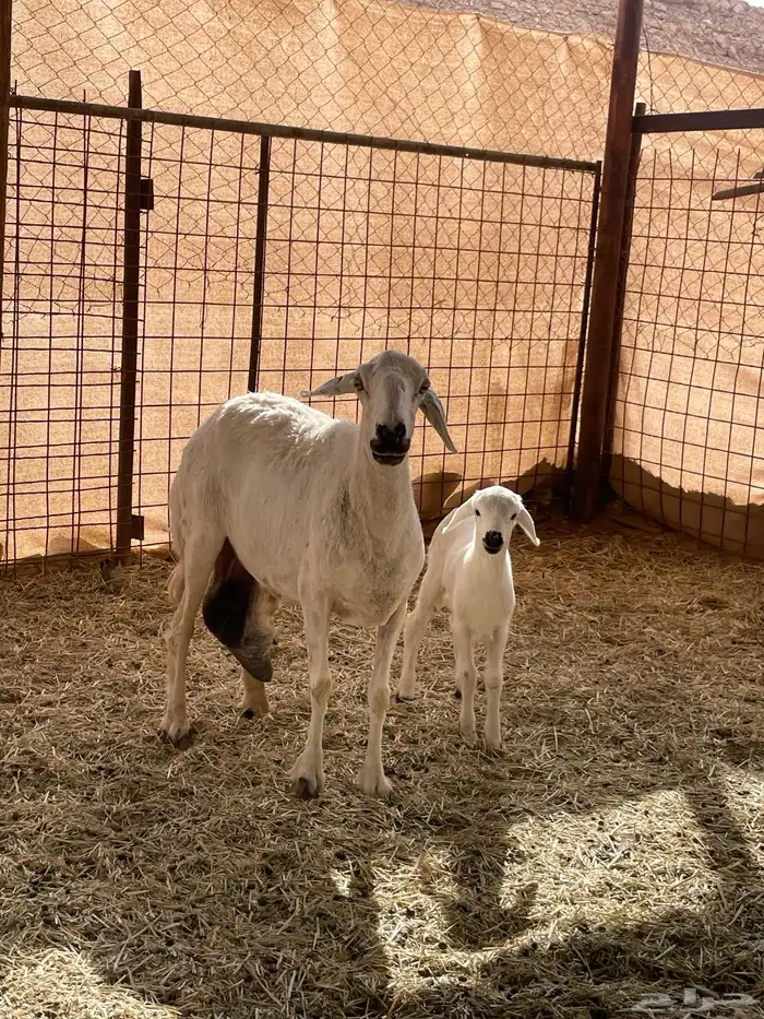 متابيع 2 وحده متاومه ووحده 1 0