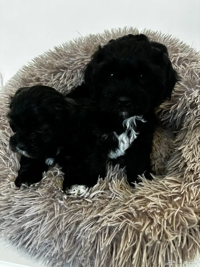 كلاب شيبو للبيع shih poo puppies for sale 3