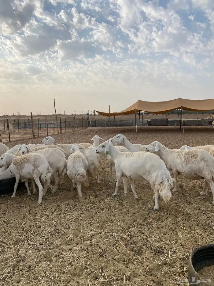 لبيع حريات عدد 21 3