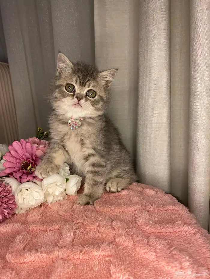 قطط سكوتش تربل فولد واستريت للبيع 6