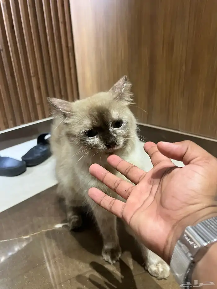 قطة هيملايا غير مطع َمة للتبني 0