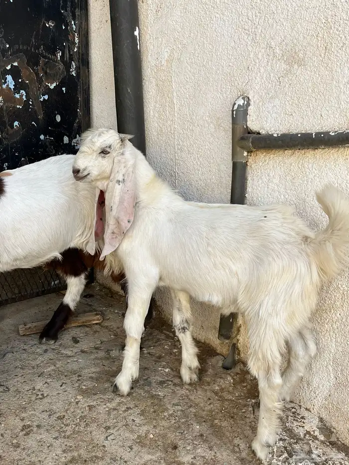 مشاريع فحول 4