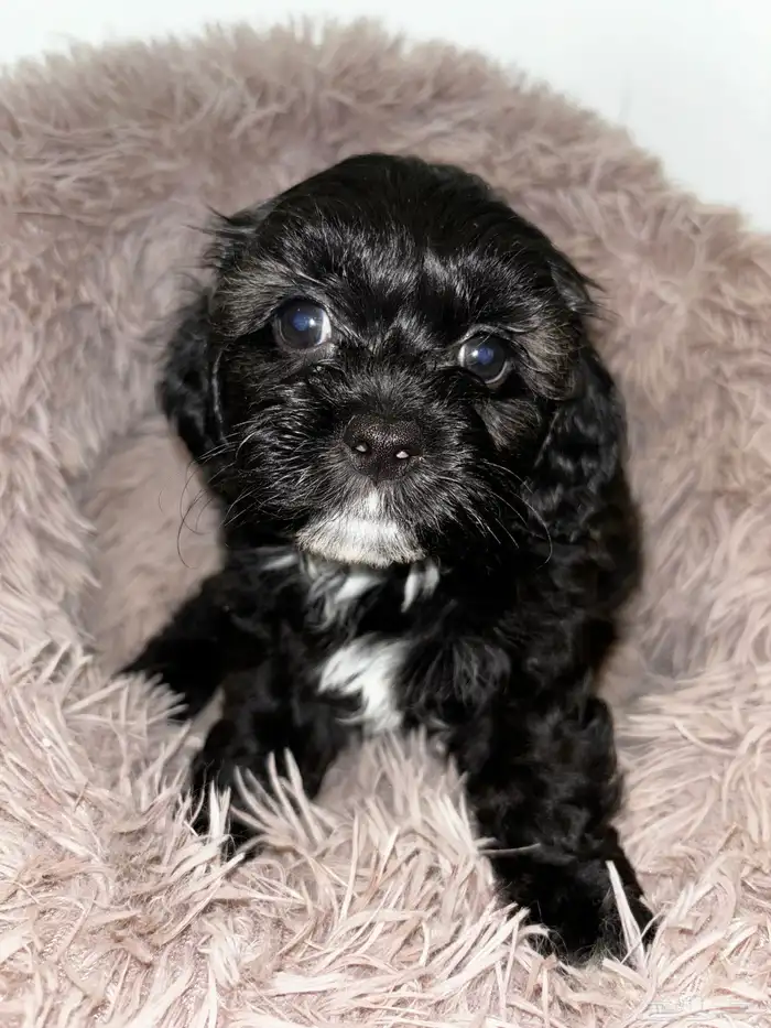 كلاب شيبو للبيع shih poo puppies for sale 9
