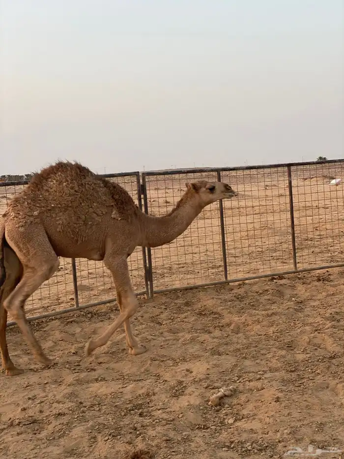 قعدان 3