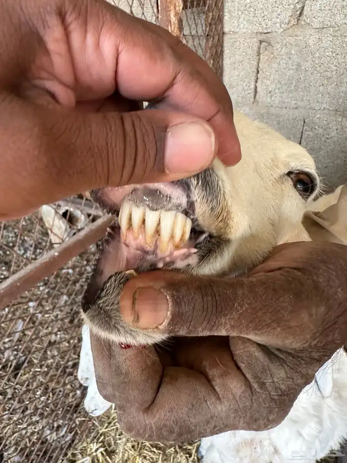 حريات متاومه 2