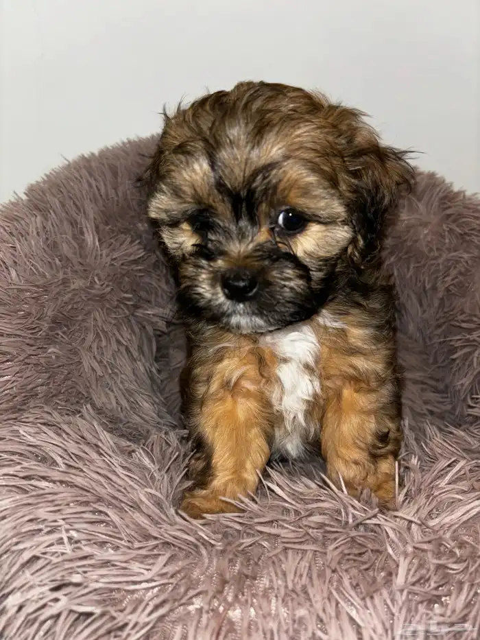 كلاب شيبو للبيع shih poo puppies for sale 14