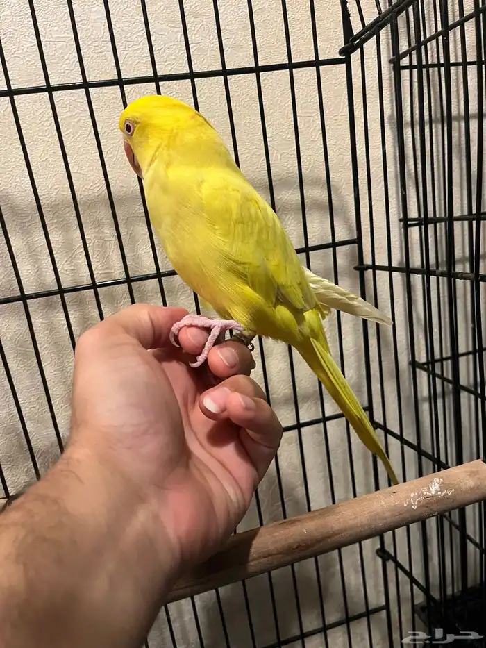 تم البيع تم البيع ذكر لاتينو عيون حمراء 1