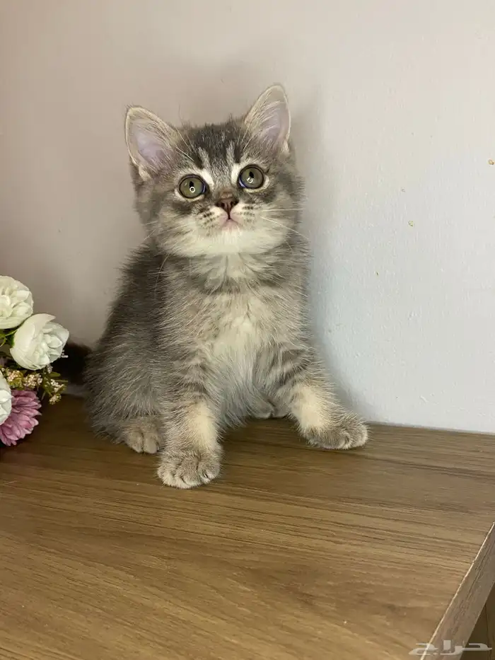 قطط سكوتش تربل فولد واستريت للبيع 8