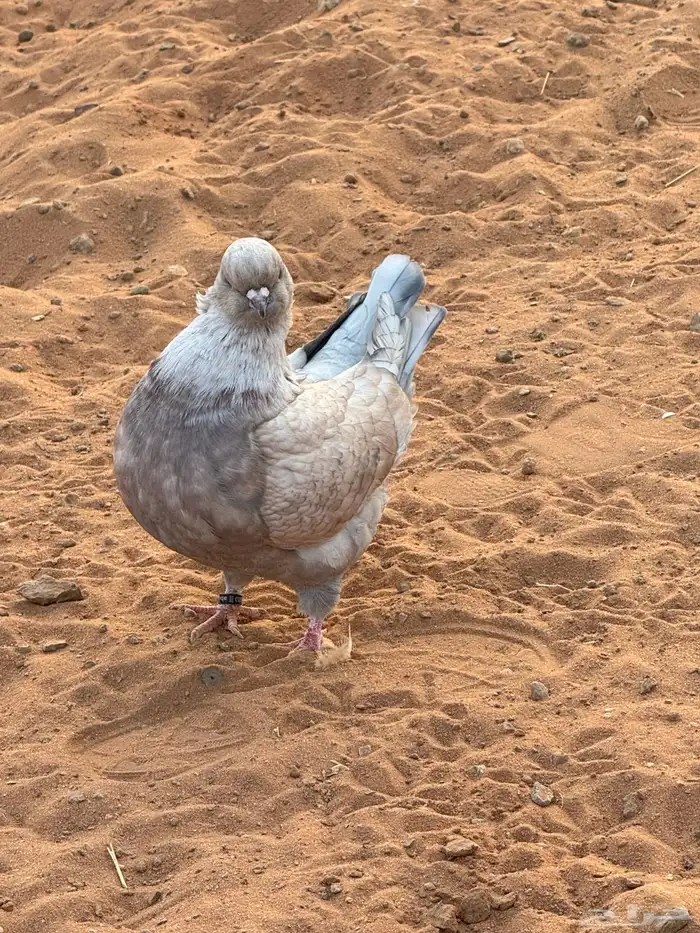 كنق مدائن 0