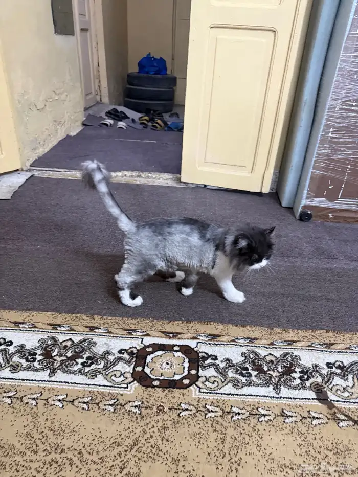 للبيع cat 3