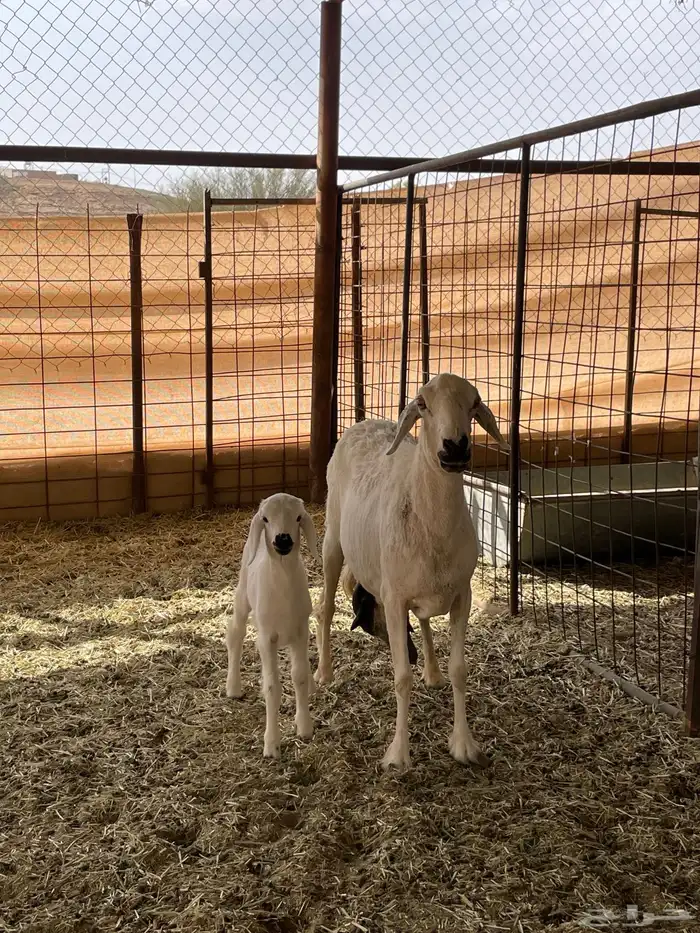 متابيع 2 وحده متاومه ووحده 1 1