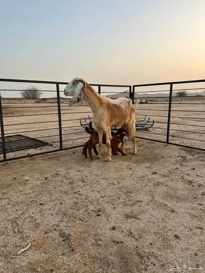 عنز مصرية أو مشروكة جامع شبب فاخرة 3