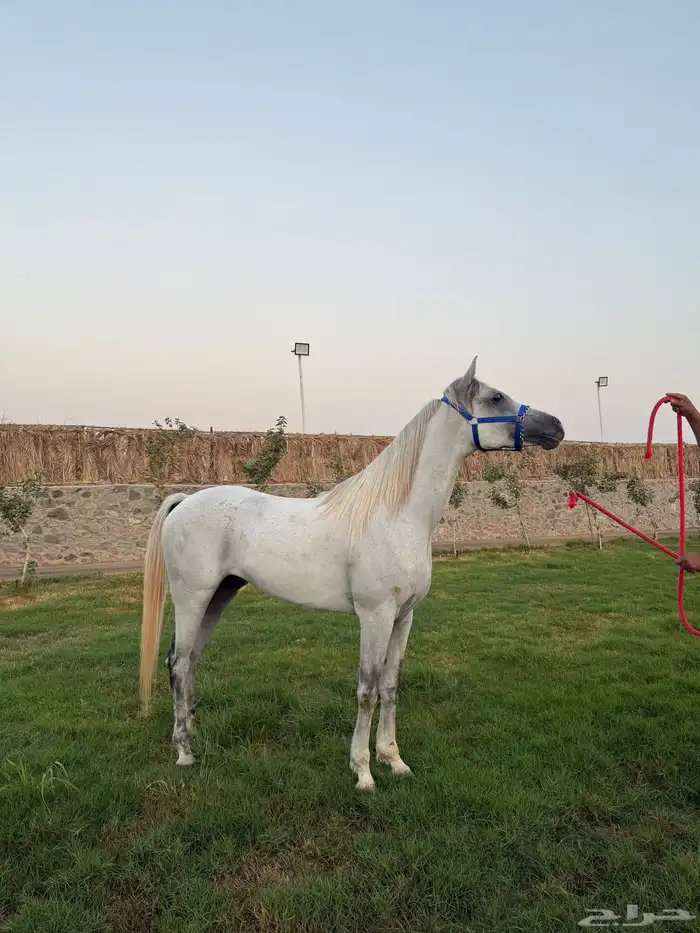 حصان الصفر للبيع العمر 6 سنوات 0