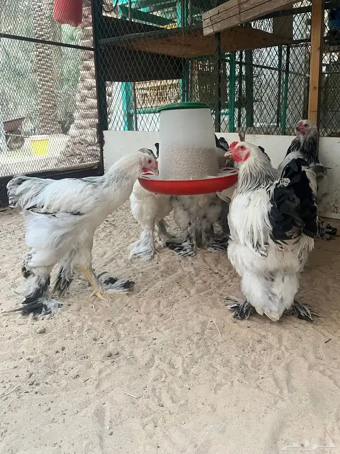 ديوك الماني براهما كولومبي سلالة كونك دم صافي 1