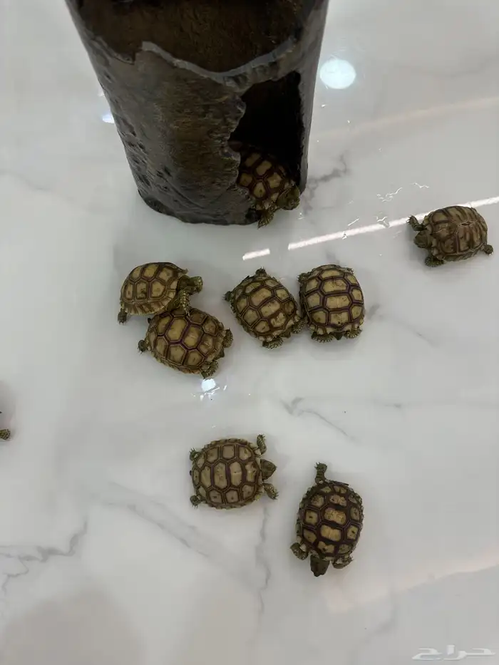 سلاحف سلكاتا 2