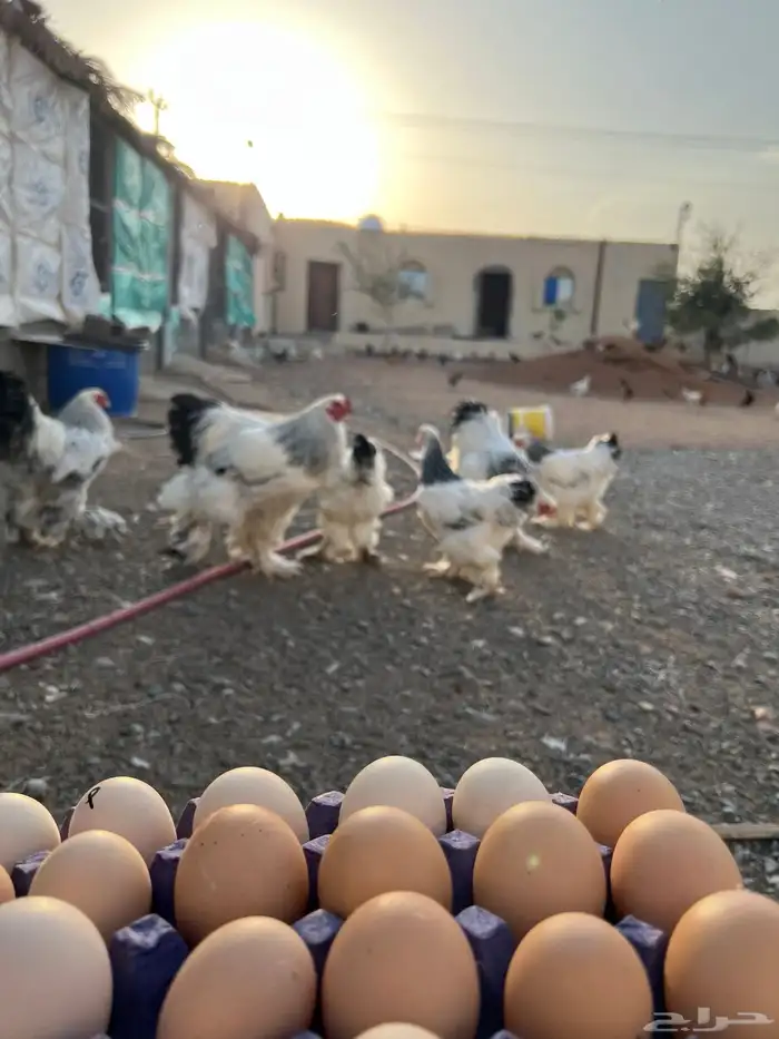 دجاج براهما مستوى تب واحجام 0