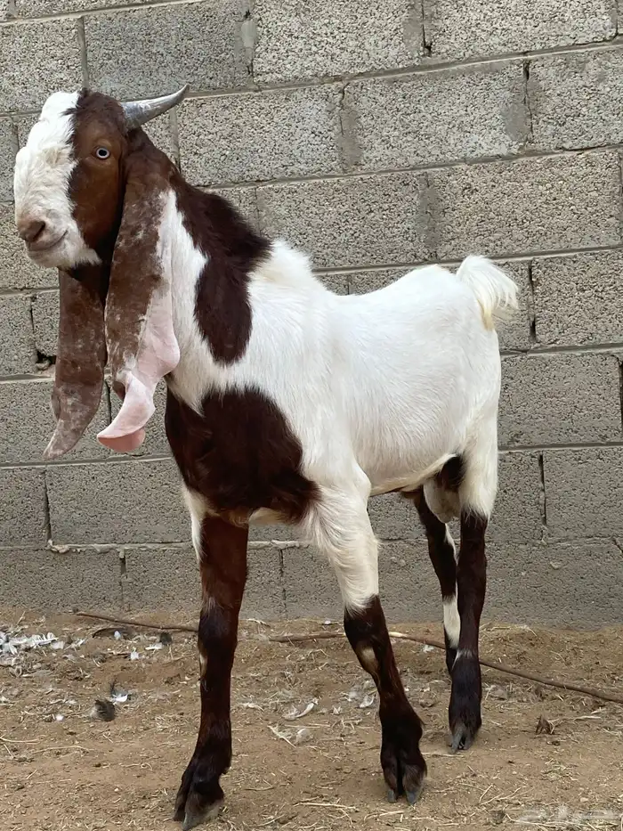 عرض تيس شامي 1