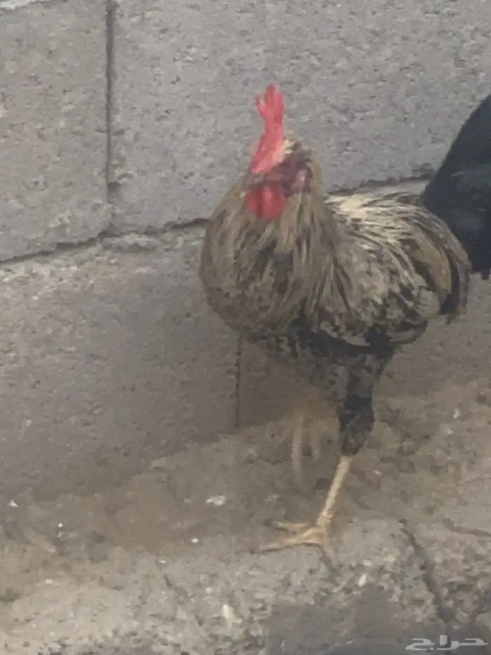 ديوك بلدي العدد 3 ديوك شرط نظافه وصحه 1