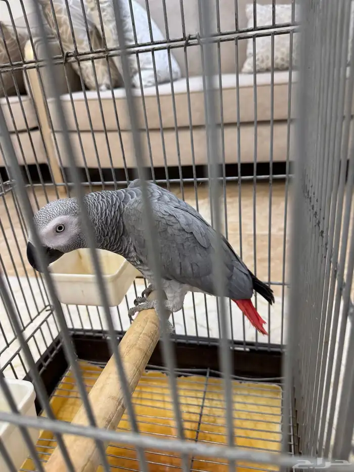 كاسكو سوبر جامبو ذكر 8