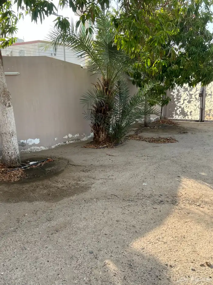 نخل للبيع 9