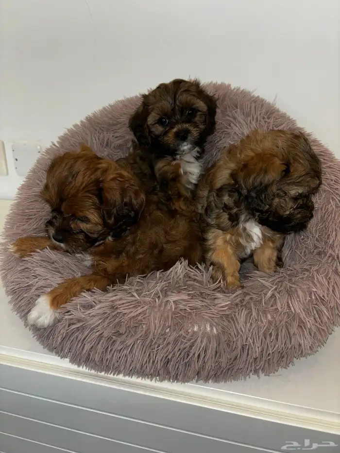 كلاب شيبو للبيع shih poo puppies for sale 16