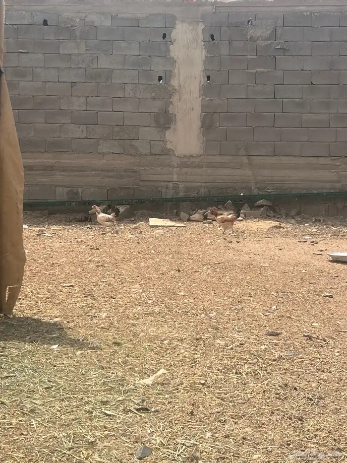 دجاج بلدي وفرنسي وتركي فاخر مشروع كامل 6