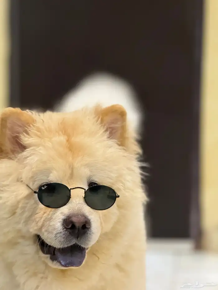 تشاو تشاو تزاوج 0