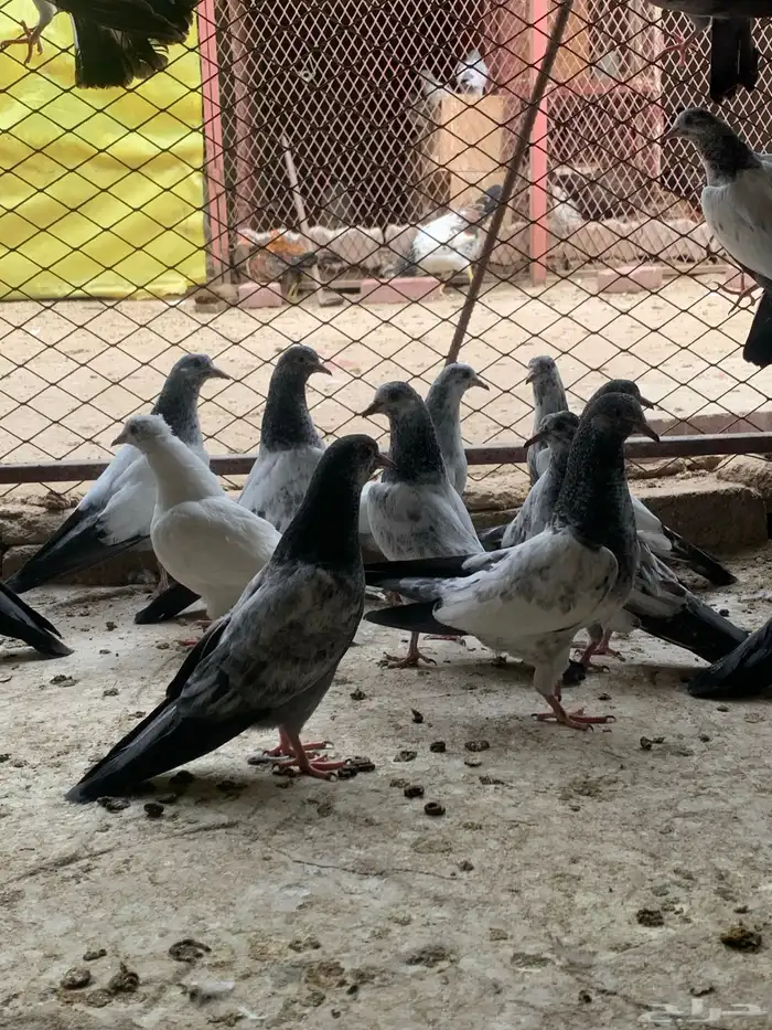 طبات حمام باكستاني ( تم البيع ) 1