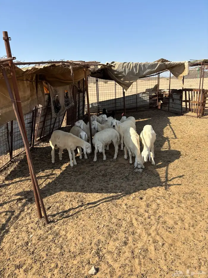 طليان حريه من المراح 1