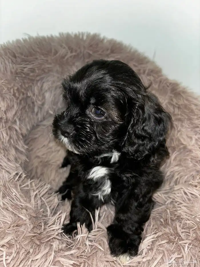 كلاب شيبو للبيع shih poo puppies for sale 10