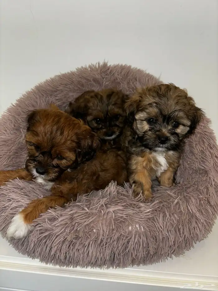 كلاب شيبو للبيع shih poo puppies for sale 13