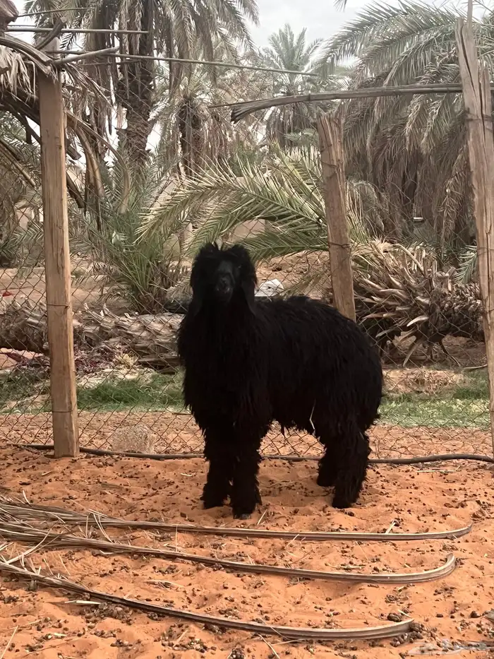 طلي نعيمي عربي 0