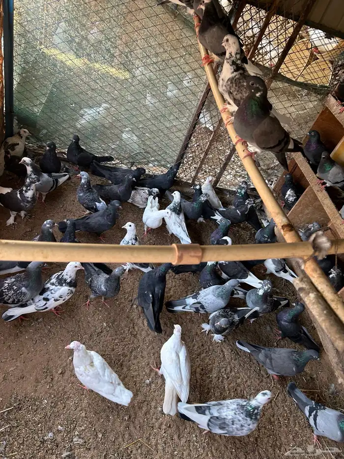 حمام مهجن فرنسي قطايف للبيع تفريق او جملة 1