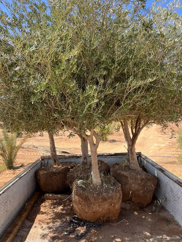 زيتون ونخل فاخر درجه اولى 0
