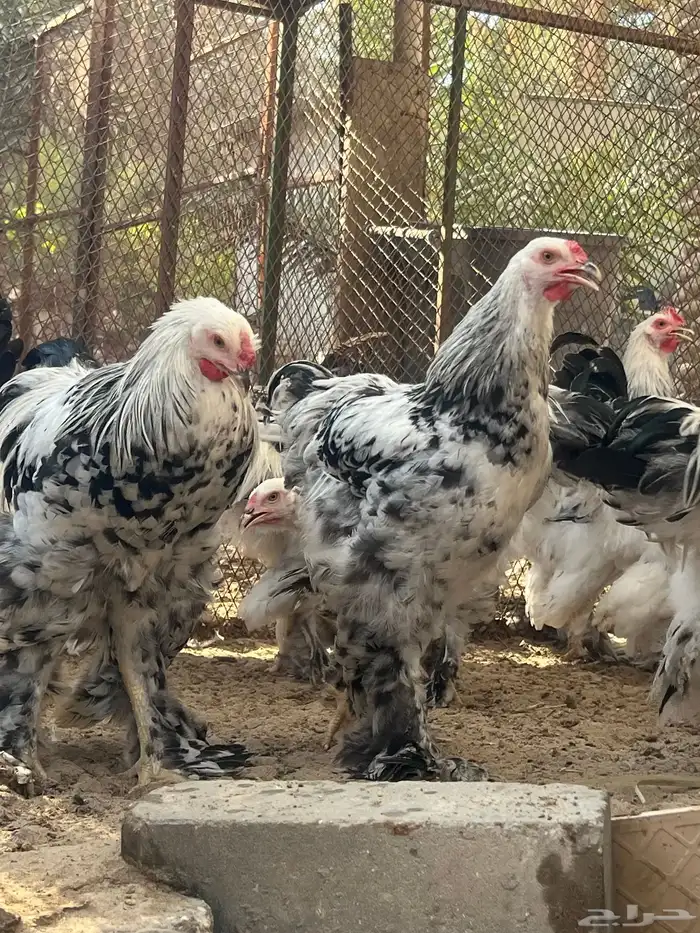 ديوك الماني براهما كولومبي سلالة كونك دم صافي 7