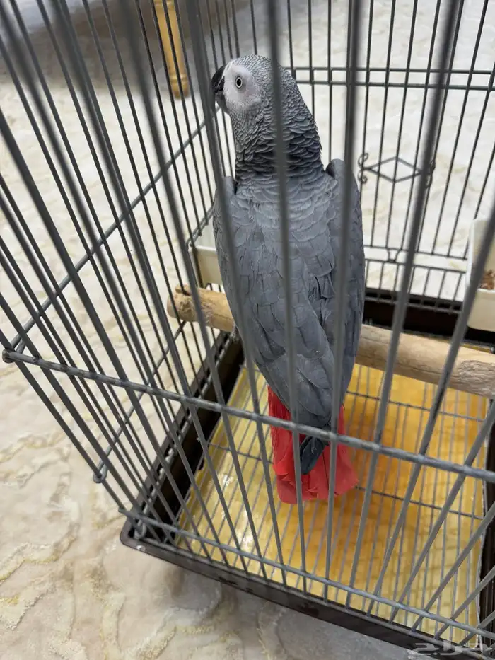 كاسكو سوبر جامبو ذكر 7