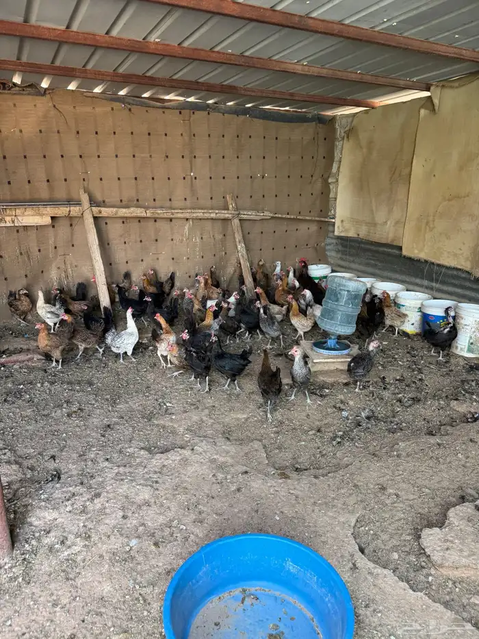 دجاج بياض بلدي وفيومي مشكل التواصل 0