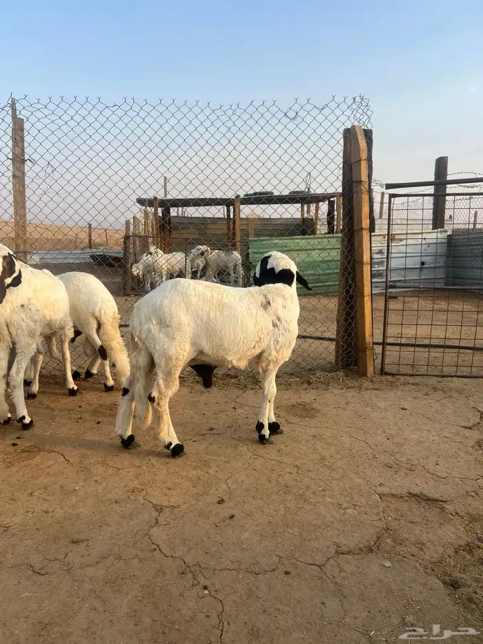 سواكن طيبه وفل شحم ومرابي 3 شهور 5