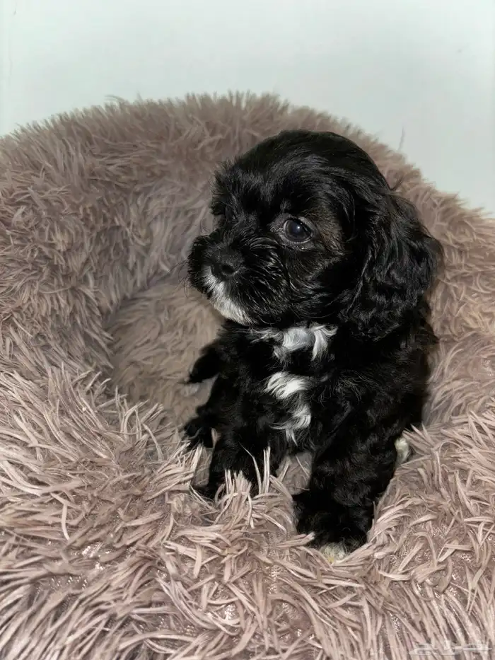 كلاب شيبو للبيع shih poo puppies for sale 8