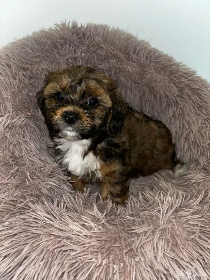 كلاب شيبو للبيع shih poo puppies for sale 28