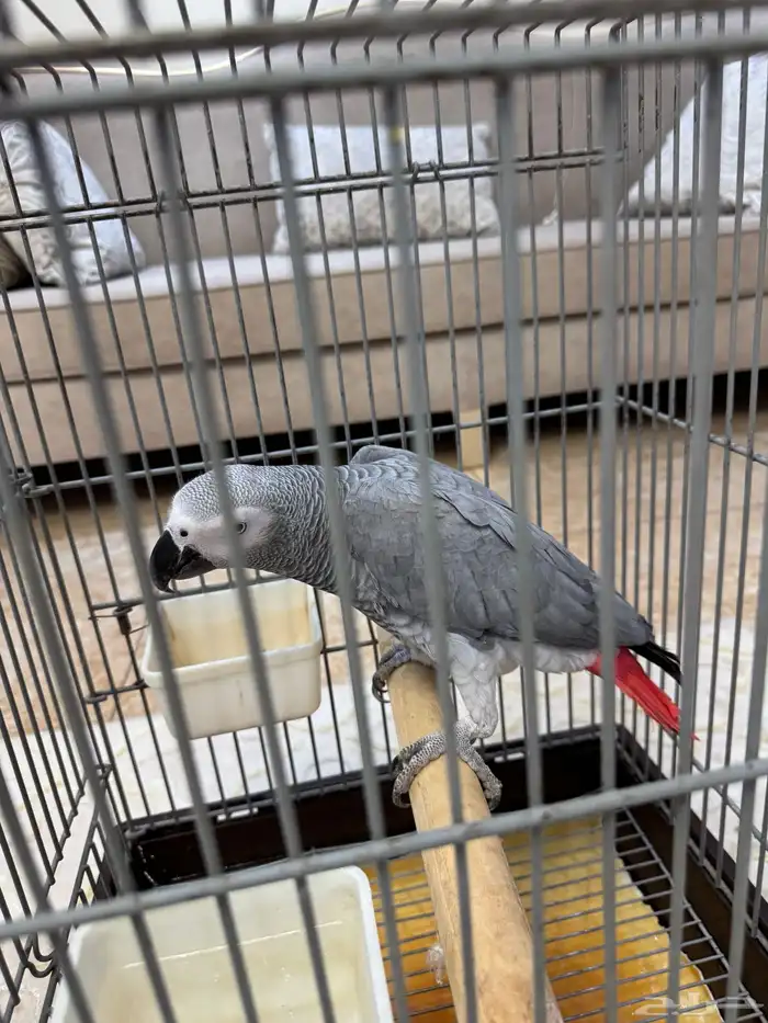 كاسكو سوبر جامبو ذكر 6