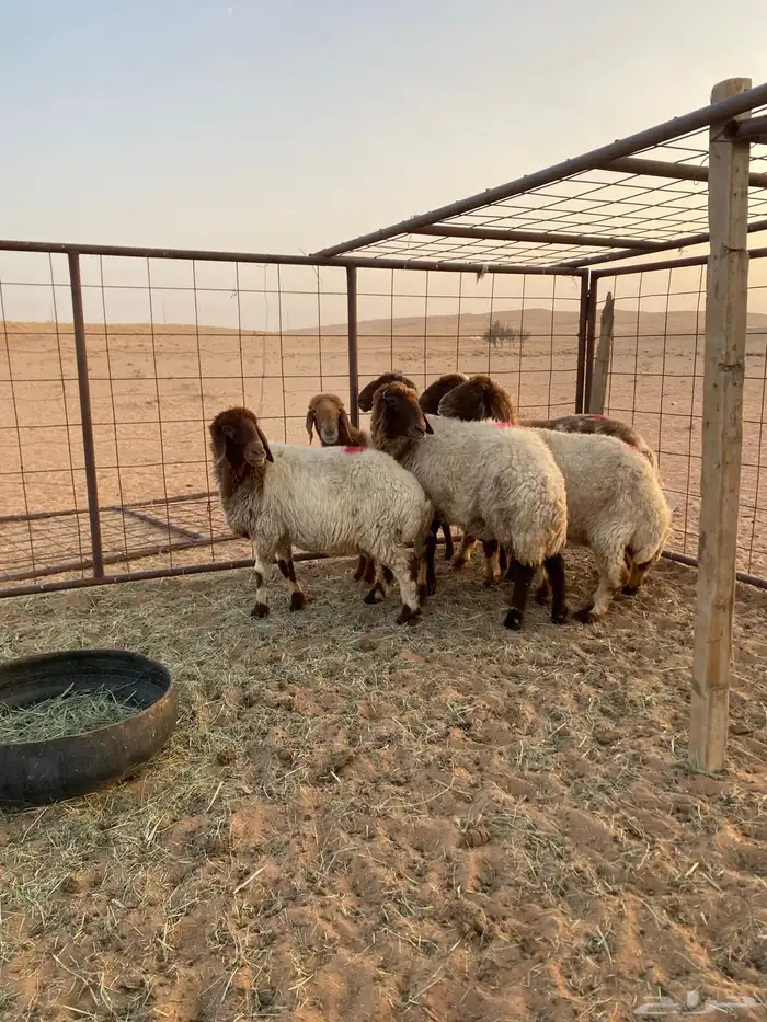 القصيم 3